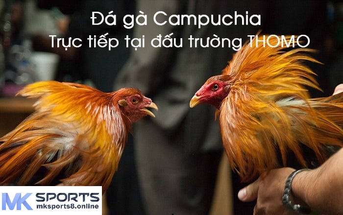 Giới thiệu về trực tiếp đá gà Campuchia tại MKsports